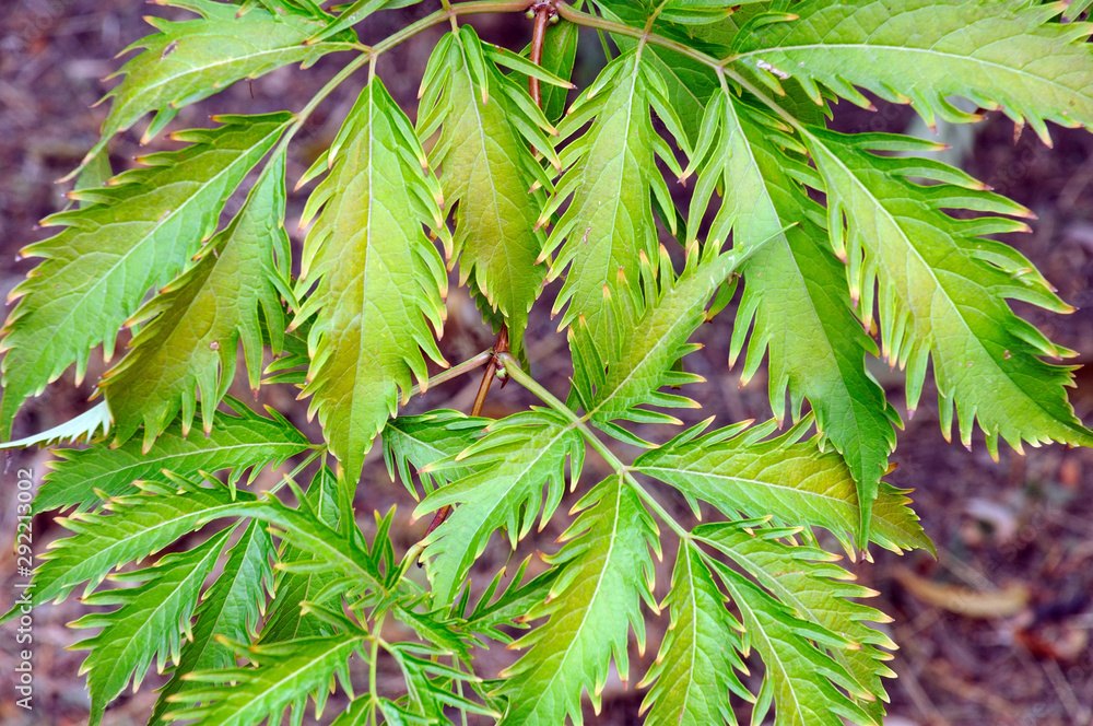 Naklejka premium Autumn leaves on neutral background