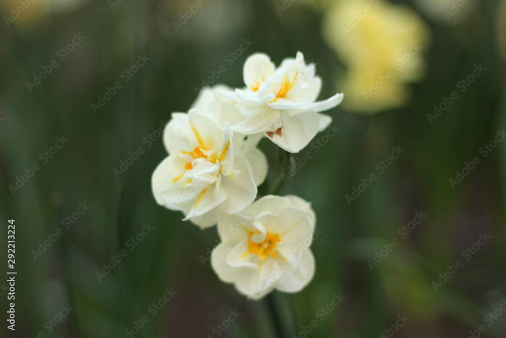 Centered Minimalist White Flower