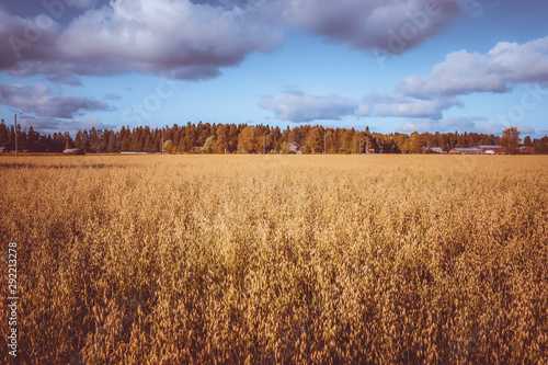 Finnish oat field. Photo from Kajaani  Finland.