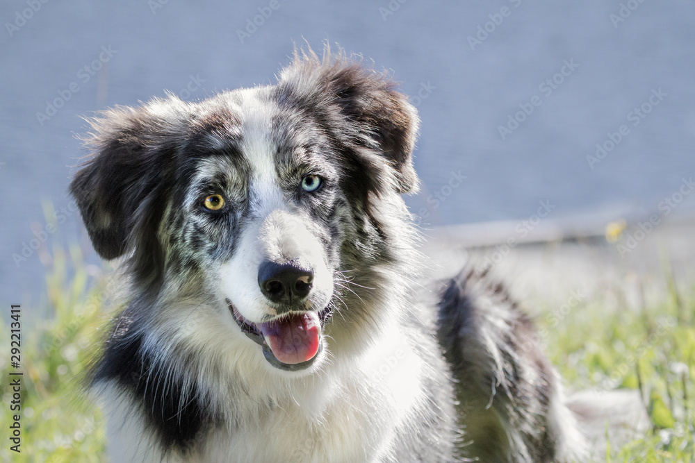 Border collie