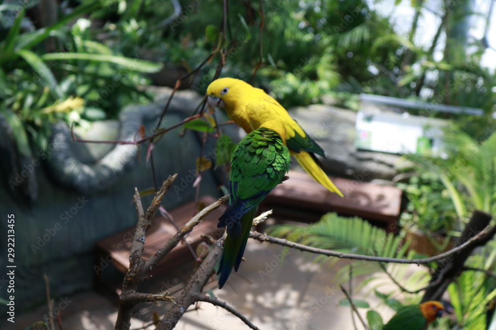 Obraz premium parrot on a branch