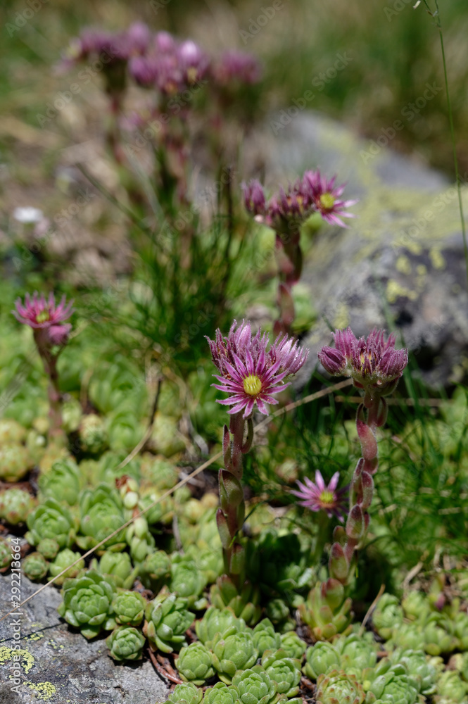 Fleurs Pyrénées Fleurs Pyrénées