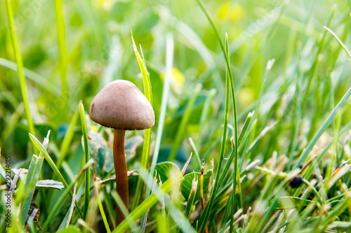 Super close up macro shot of a mushroom in grass