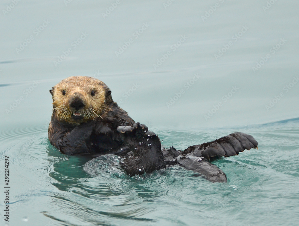 Fototapeta premium Northern Sea Otter (Enhydra lutris kenyoni) swimming in Resurrection Bay Alaska