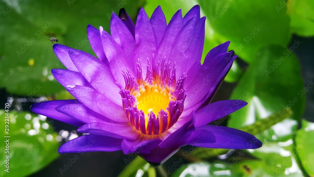 Purple waterlily with green leaf background Purple waterlily with green leaf background