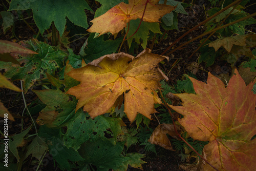 Moody bush with leaves in beautiful autumn colors. © Jerker