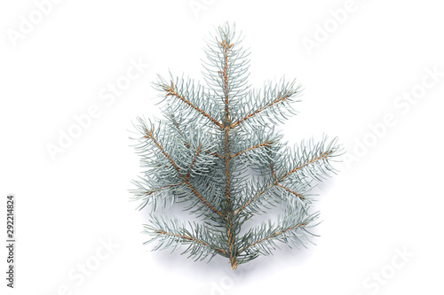blue spruce branch isolated on white background