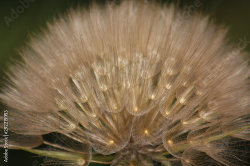 Dandelion seeds  just before lift off. Mediterrannean plants and flowers