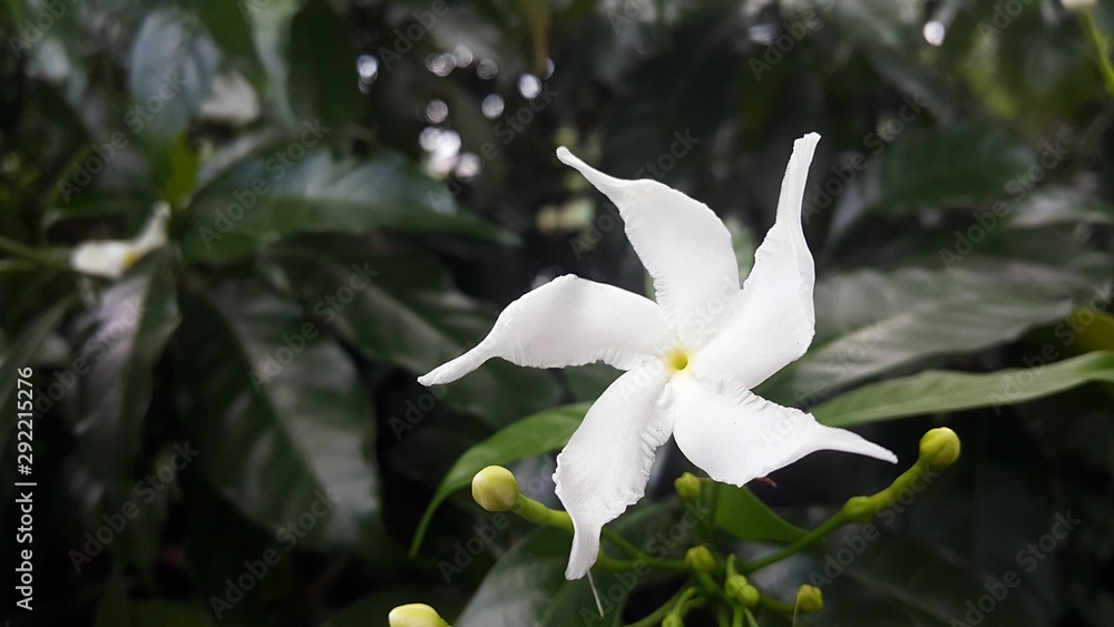White gardenia flower on green background White gardenia flower on green background