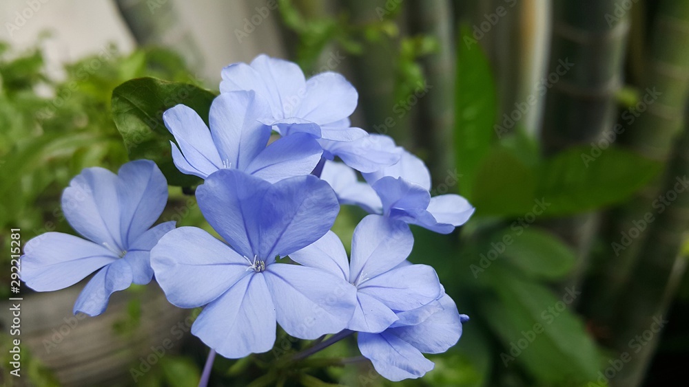 Light blue trumpet shaped flowers in the garden Light blue trumpet shaped flowers in the garden
