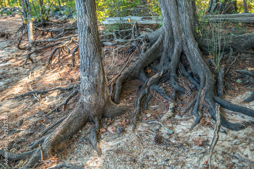 Tableau sur toile Tree roots exposed from erosion