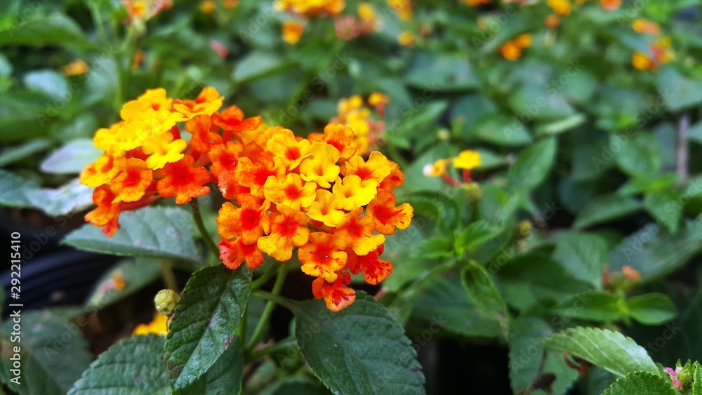 Cloth of Gold flowers in the garden background Cloth of Gold flowers in the garden background