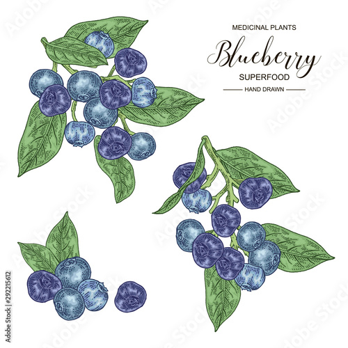 Blueberry set. Hand drawn branch of blueberry isolated on white background. Medical plants collection. Superfood. Vector illustration botanical.
