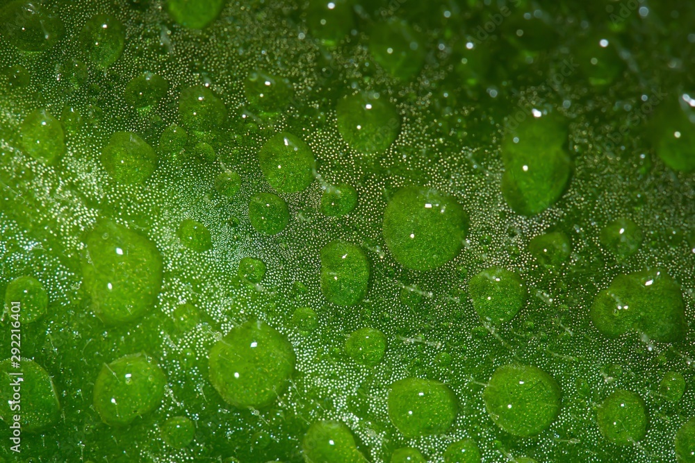 water drops on green leaf water drops on green leaf