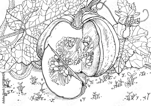 Pumpkin with seeds in the garden. Antistress coloring book for children and adults. Vector graphics