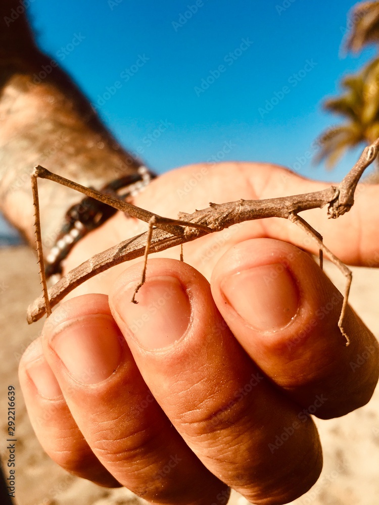 crab on the hand crab on the hand