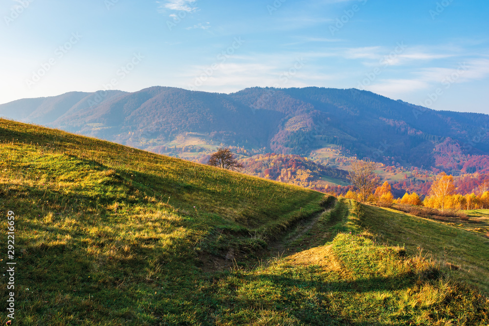 rural area in mountain at sunrise. wonderful golden autumn weather with high clouds on the blue sky. path through grassy meadow in to the distant valley. nature in vivid fall colors