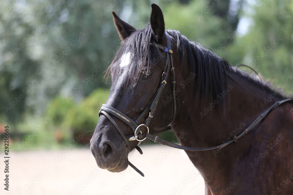 Fototapeta premium Head shot of a purebred saddle horse against green natural background