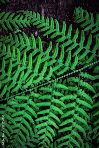 fern leaves on an old wood background with furrows.
