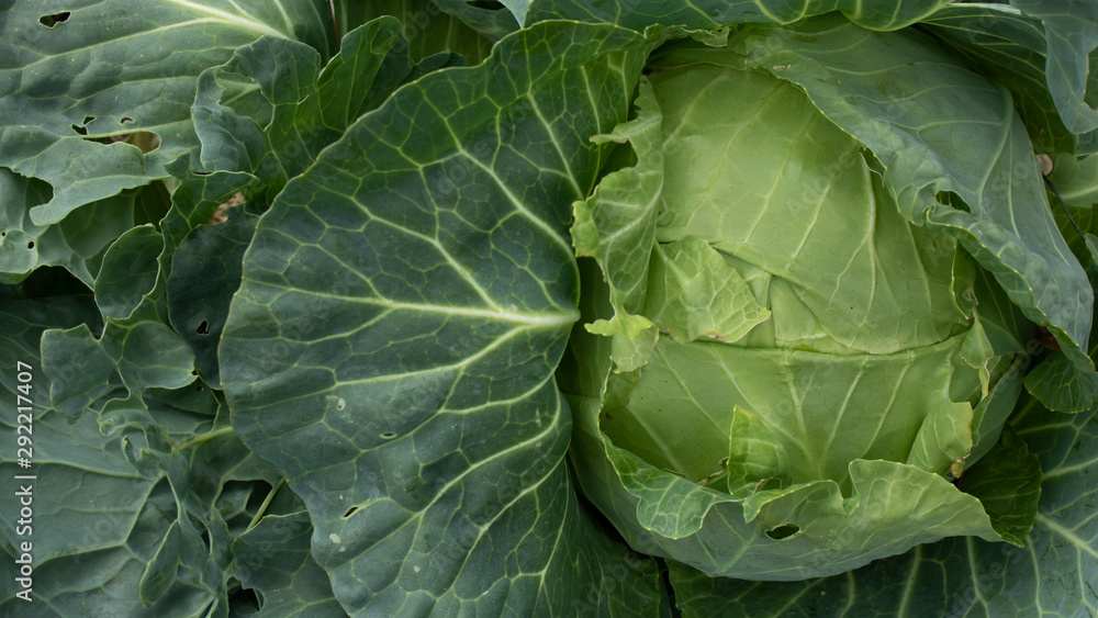 Head of green cabbage with leaves close-up with a shift to the right. Head of green cabbage with leaves close-up with a shift to the right.