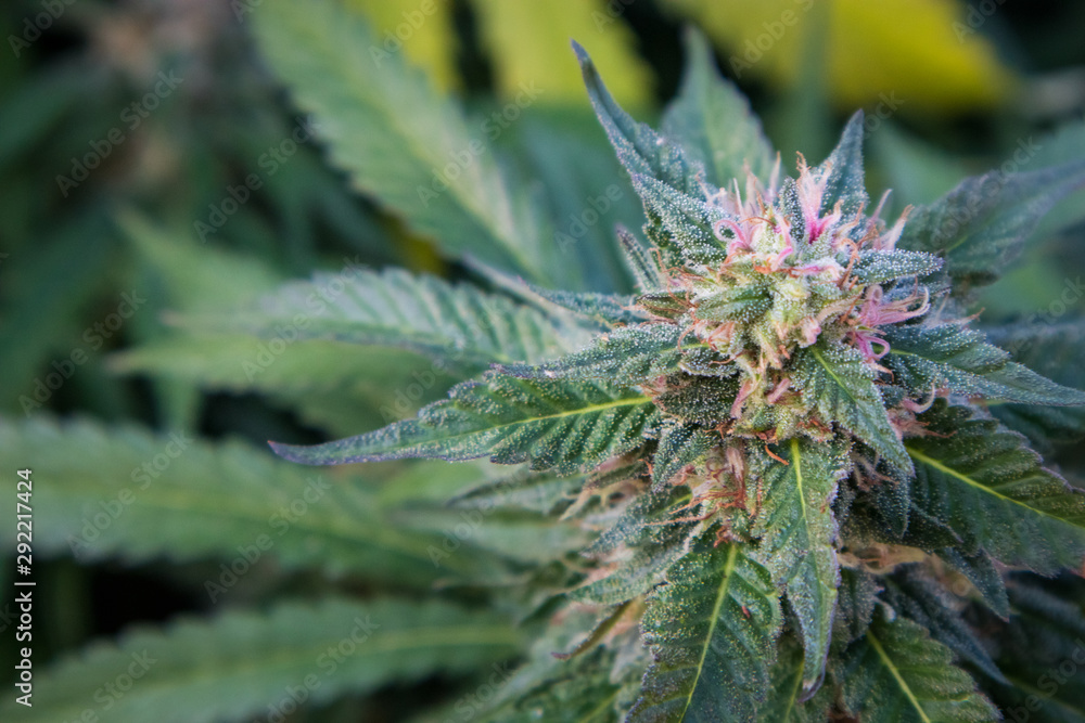 Cannabis Flower (Bud)- Papaya Strain Cannabis Flower (Bud)- Papaya Strain