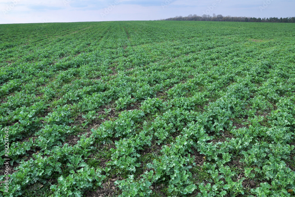 Spring field with winter rape