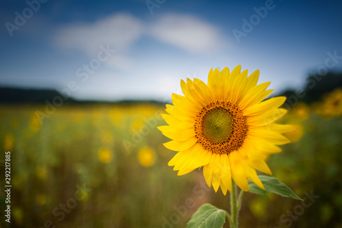 girasole