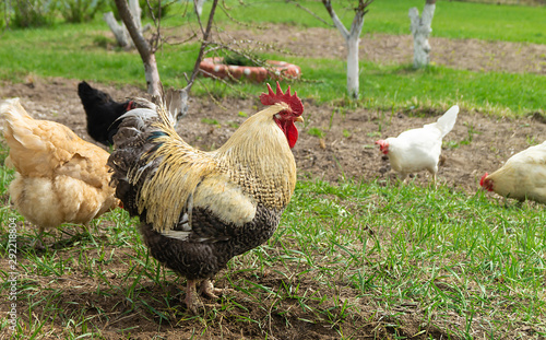 Cock with hen on background of the green herb