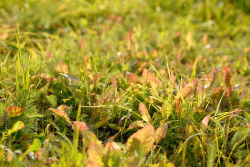 Bright fresh spring grass close up in the forest with sunlight bokeh background. Grass field. Colorful herb growing in the meadow.