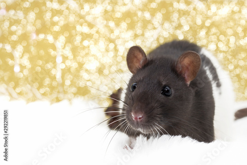 Christmas rat looking at the camera on the background of bokeh lights. New year card mouse. The symbol of the Chinese lunar horoscope 2020. Copyspace. Concept-holidays, animals, celebration © Syrtseva Tatiana
