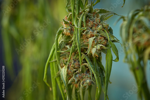 Close up macro of immature growing natural light growth medical thc cbd medical and recreational marijuana plants in California
