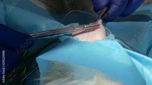The vet makes a subcutaneous seam using a soluble thread. The sewing kit consists of a surgical tweezer and a needle holder. Stitching up the skin wound after the cat's sterilization surgery.
