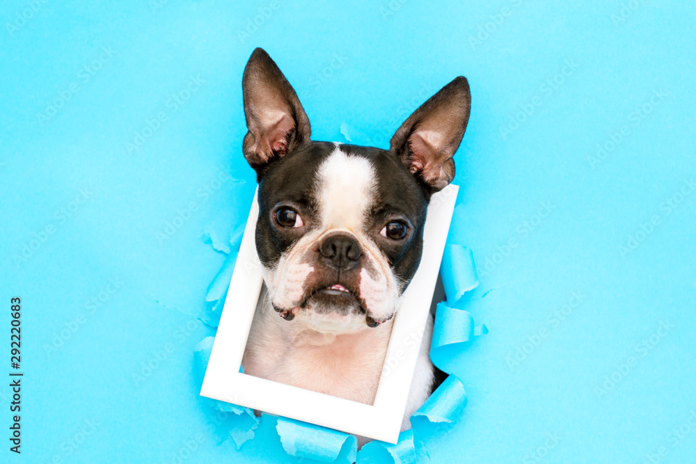 The head of a Boston Terrier with a white frame around its neck peeks out from a torn paper hole.