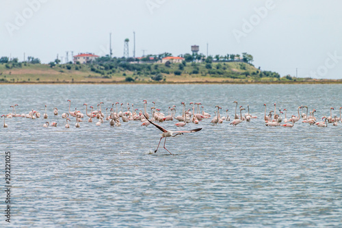 Flamingos in Edirne Enez Lake