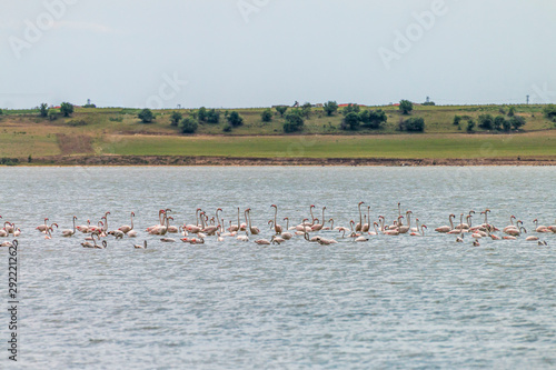 Flamingos in Edirne Enez Lake
