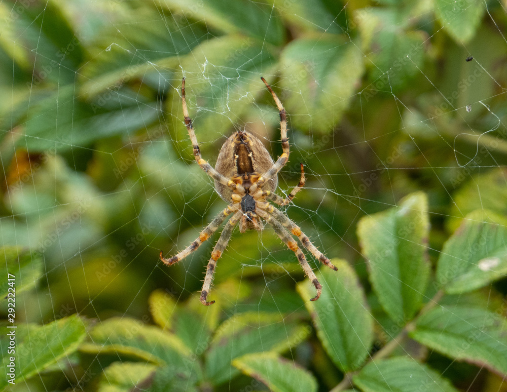 Fototapeta premium pająk w sieci