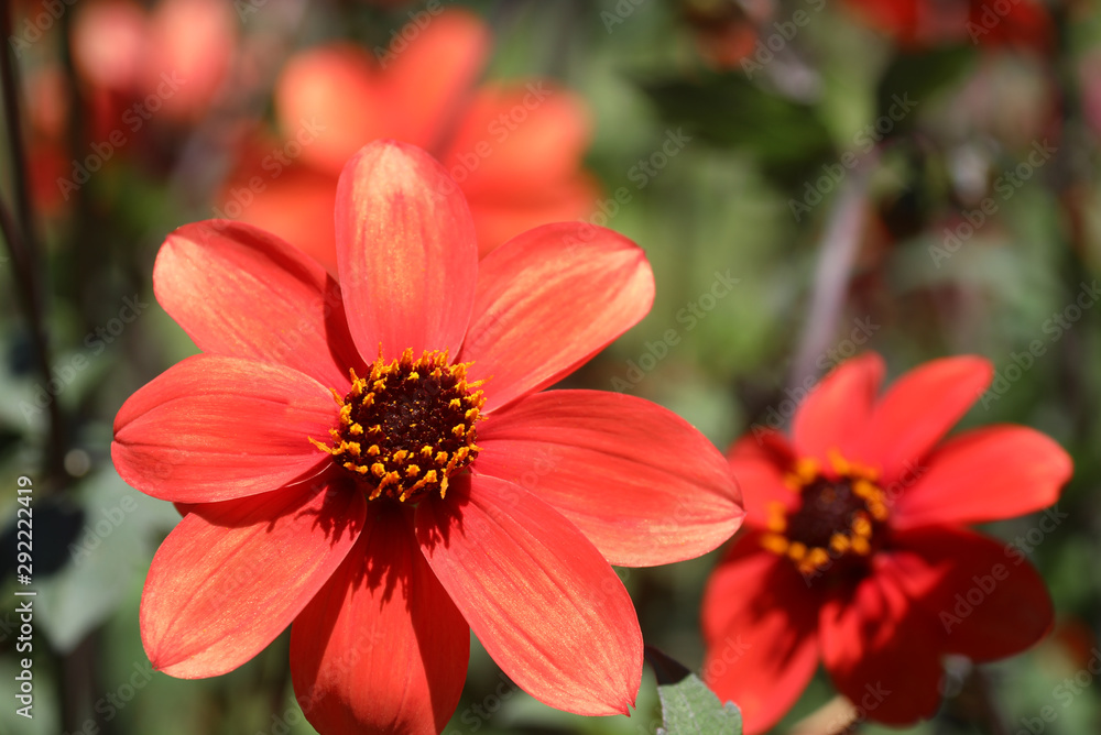 Obraz premium Blühende Dahlie