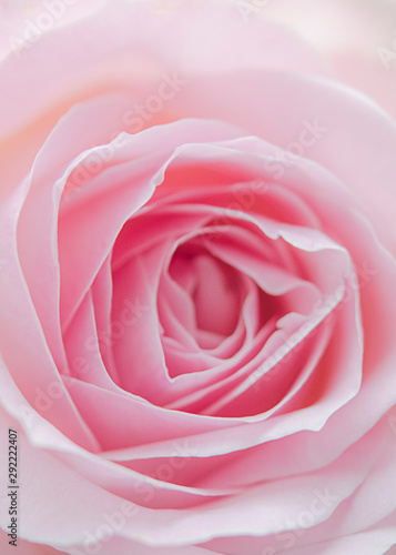 Rosenbl  te  rosa - pink