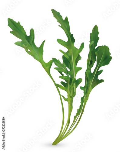 3D realistic rucola. Fresh salad or rucola. Collection green leaf arugula isolated on white background. Arugula for your menu. Vector illustration.