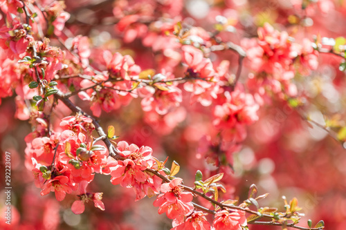 red blossoms