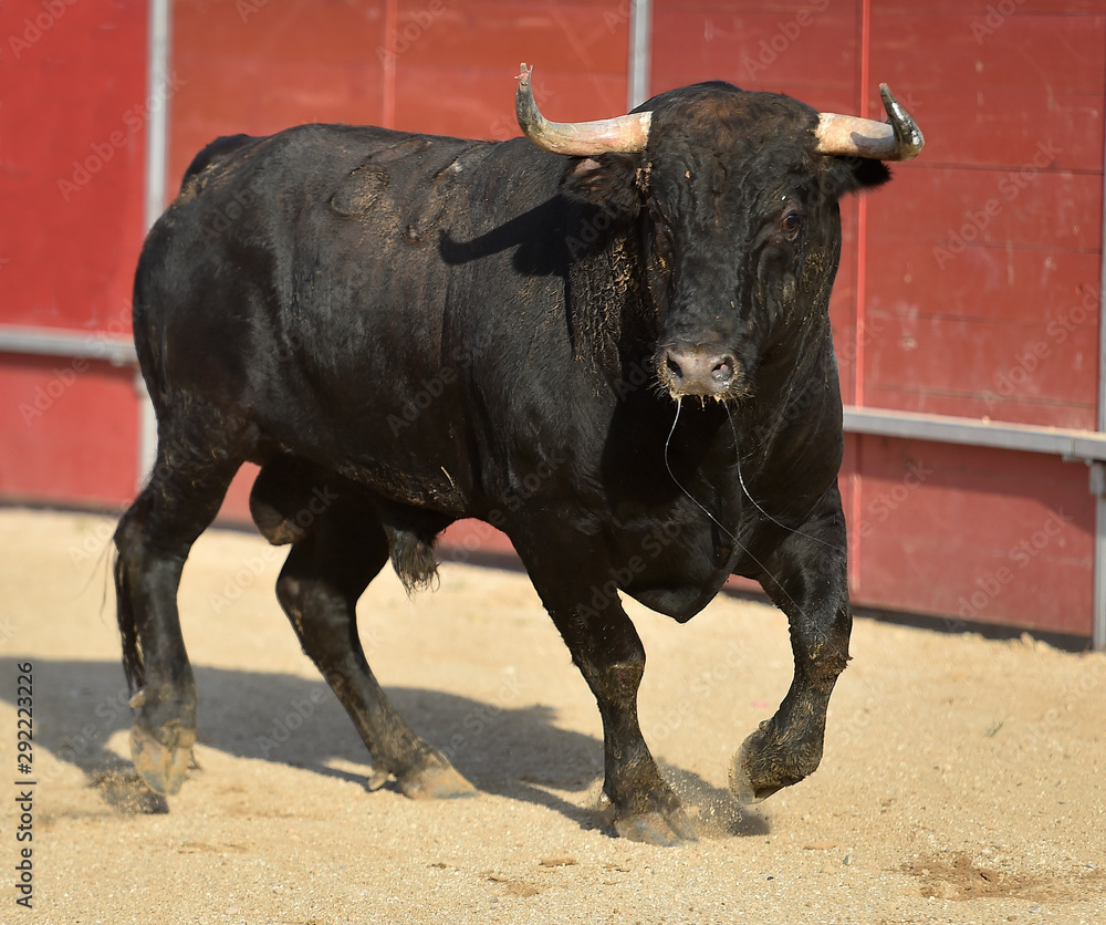 bull in spain with big horns in traditional spectacle on bullring bull in spain with big horns in traditional spectacle on bullring