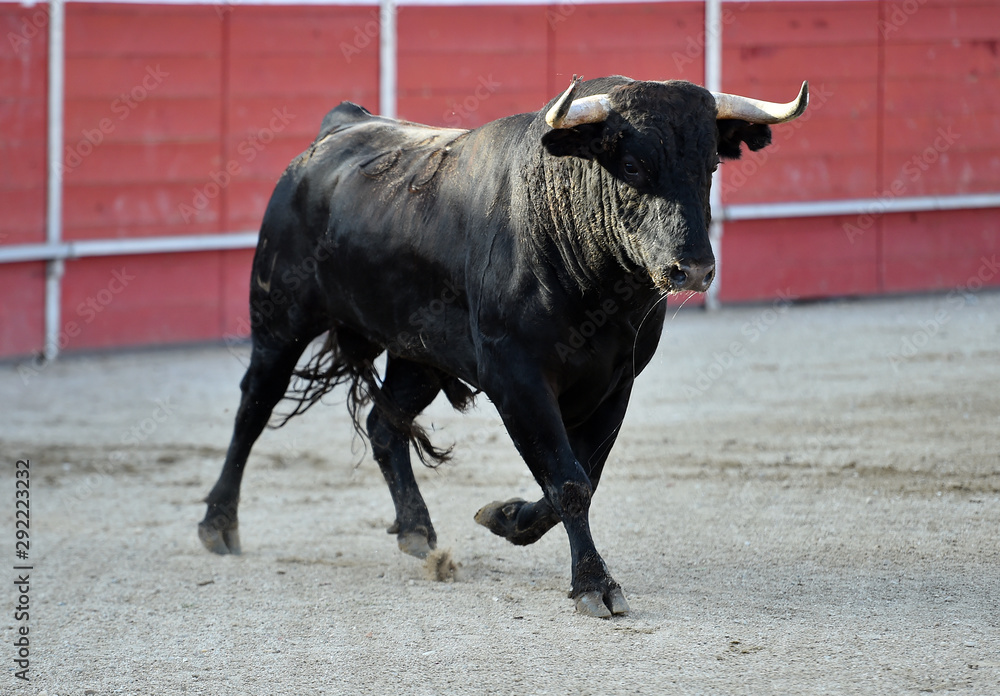 bull in spain with big horns in traditional spectacle on bullring bull in spain with big horns in traditional spectacle on bullring