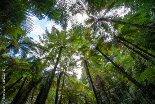 Converging ponga fern trees Whakarewarewa Redwood Forest