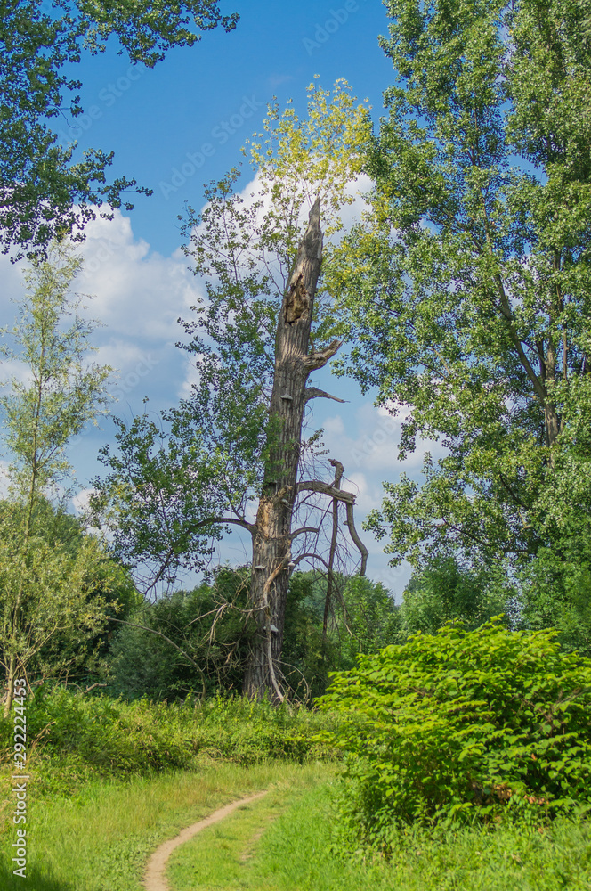 Fototapeta premium An old tree is fighting for survival. Scene from the floodplain.
