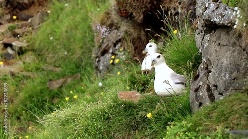 Two beautiful boreal fulmar nesting on a cliff. photo