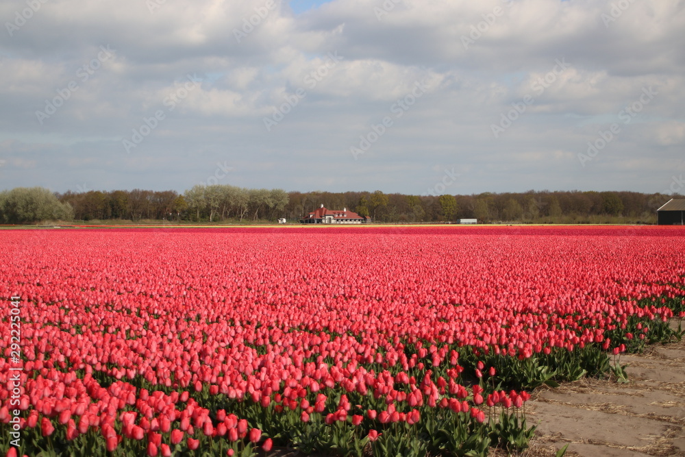 Fields with tulips and hyacints in the 