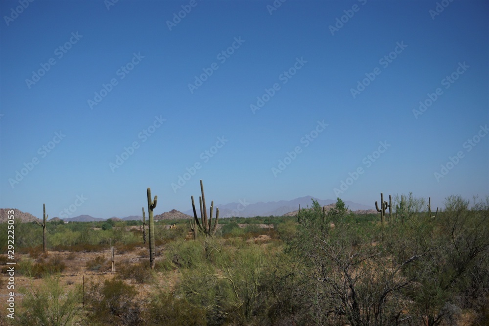 tree in field, landscape, tree, sky, nature, desert, blue, field, cloud, countryside, dry, horizon, view, beauty, cactus, saguaro