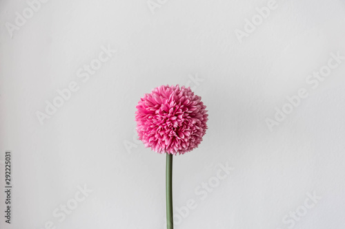 Slika na platnu pink flower isolated on white background