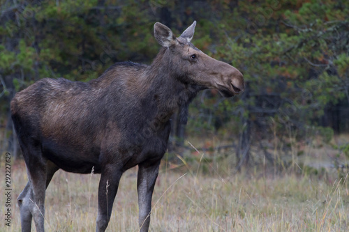 Moose in the Canadian rocky mountains