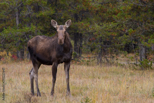 Moose in the Canadian rocky mountains